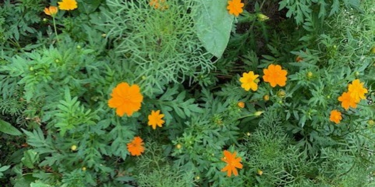 wildflowers growing in an empty patch in the concrete sidewalk