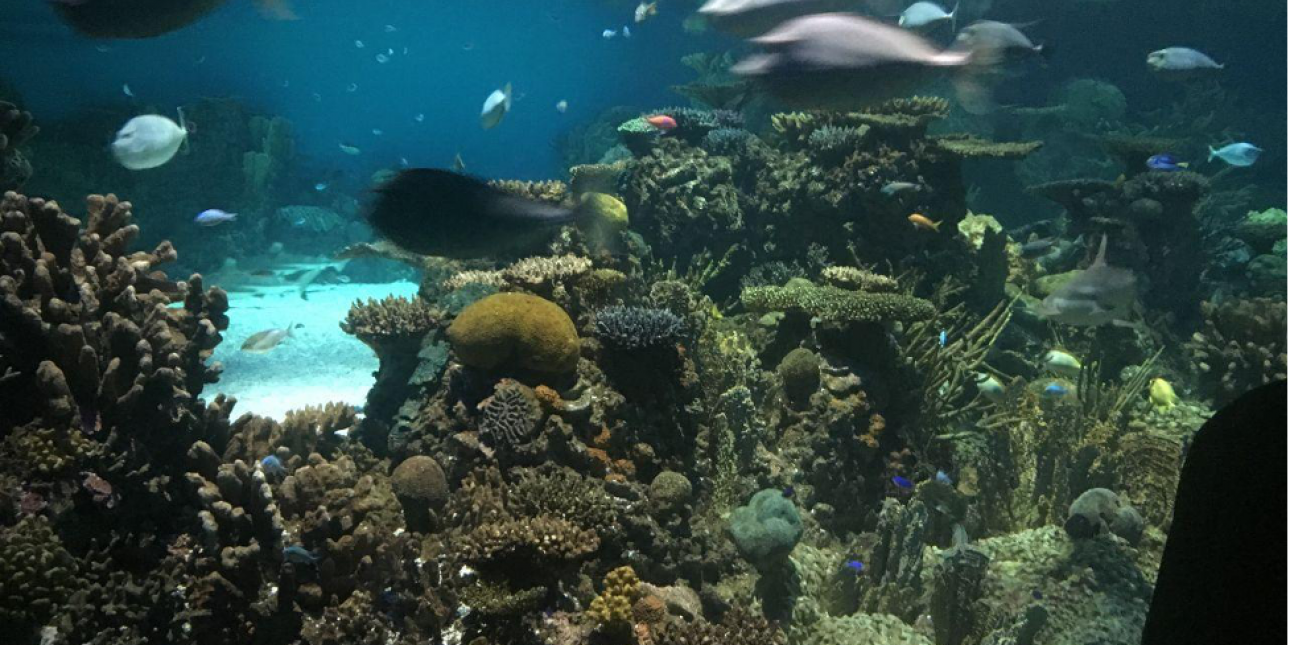 Aquariums as Organizations: A Short Story