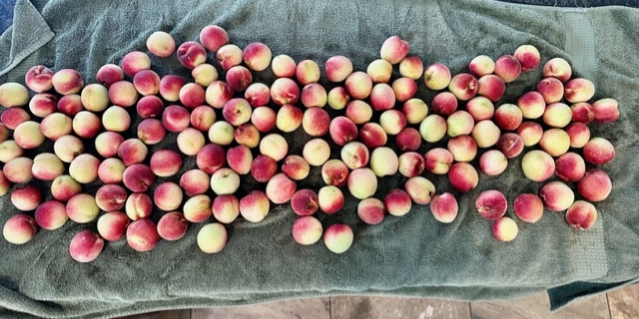 Photo credit: my friend Brian Skelly who took this shot of the abundant peaches from his tree and from whom I no longer secretly hope to try some jam in a few weeks]