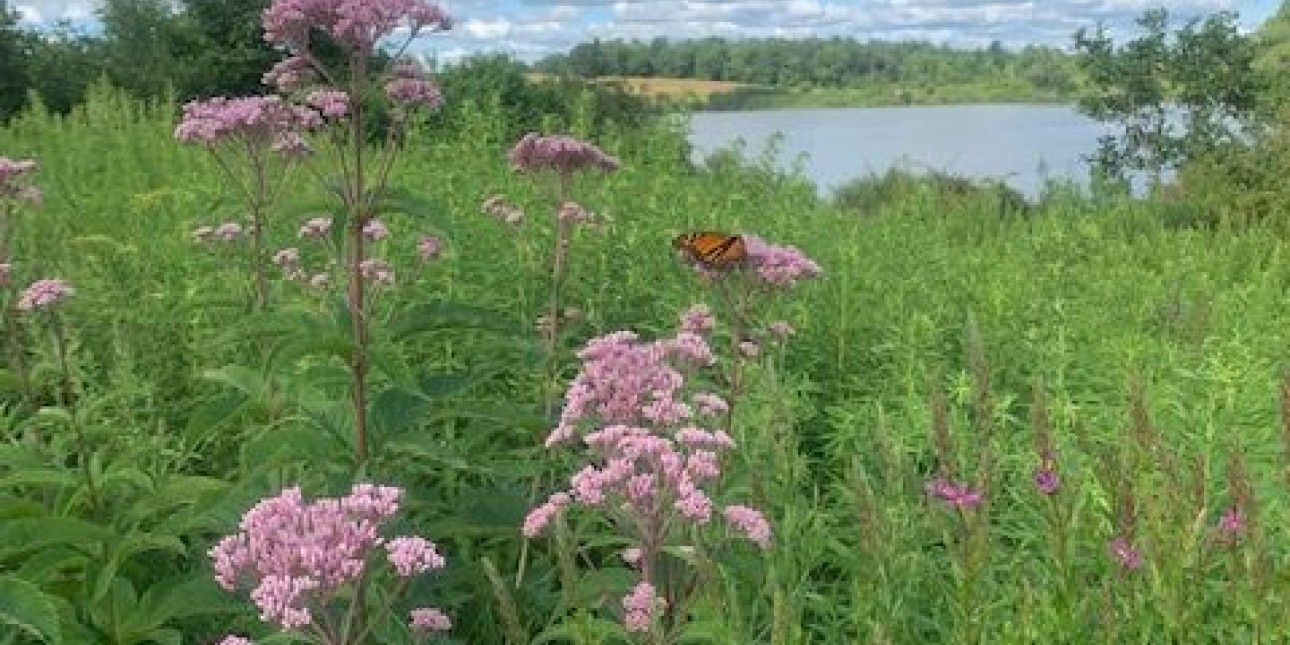 Photo credit: my iPhone at the Ooms Conservation Preserve (Chatham, NY in Columbia County)