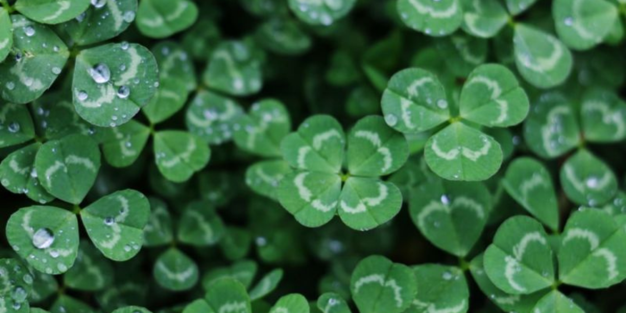 Clovers