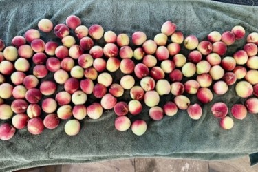 Photo credit: my friend Brian Skelly who took this shot of the abundant peaches from his tree and from whom I no longer secretly hope to try some jam in a few weeks]