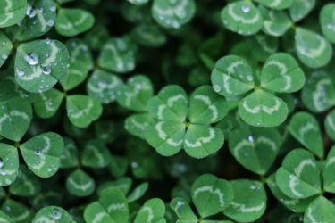 Clovers